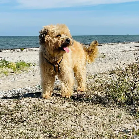 Pangani Teichhof Fehmarn