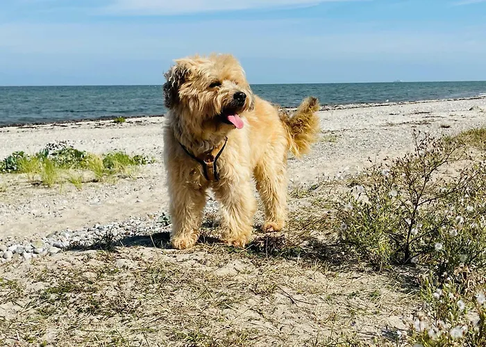 Pangani Teichhof Fehmarn